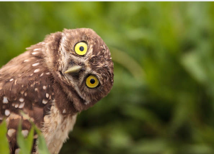 owl sees everything owl see you later