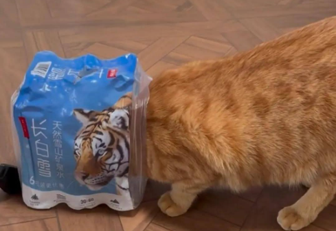 Curious case of the kitten Curious case of the kitten